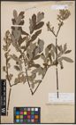 Foto von Salix cinerea L.